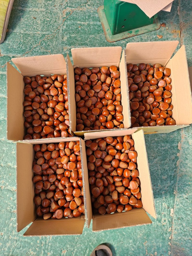 장터 상품 [2022햇밤 ] 썸네일