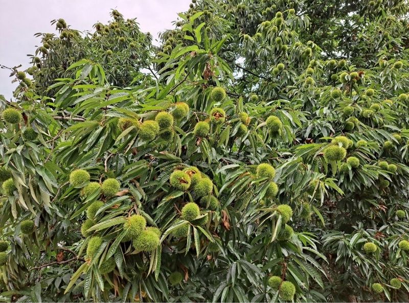 김혜진님의 장터 판매 상품 [2022햇밤 ] 첨부 사진