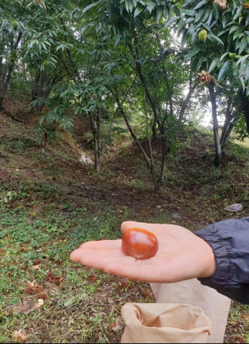 김혜진님의 장터 판매 상품 [2022햇밤 ] 첨부 사진