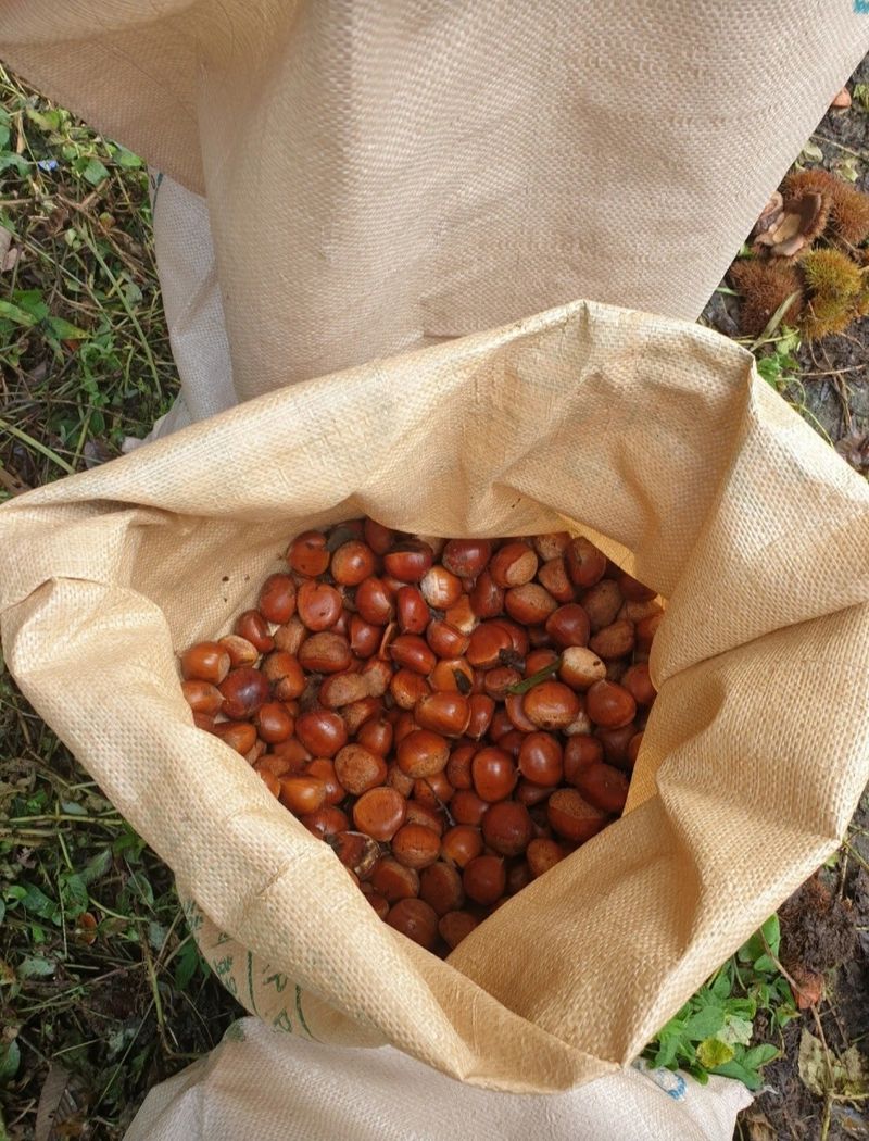 김혜진님의 장터 판매 상품 [2022햇밤 ] 첨부 사진