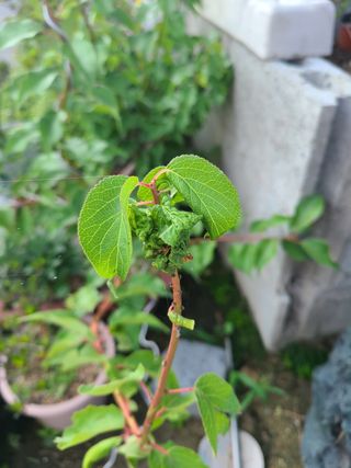 큐브님의 자두 · 병해충상담 작성글 사진