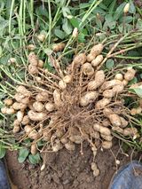 팜모닝 팜모닝·출석 게시글 이미지