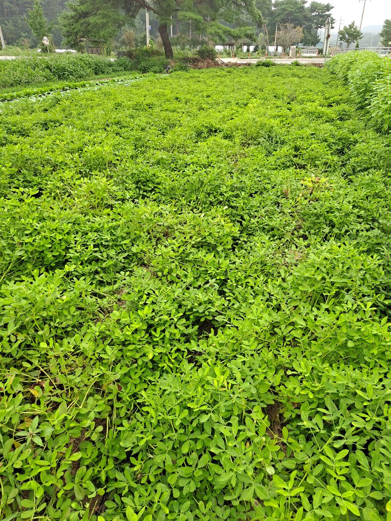 장터 상품 [땅콩 1kg.12000원] 썸네일