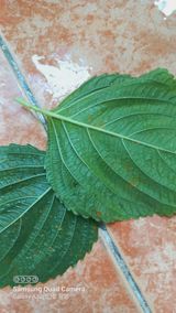 팜모닝 들깨·병해충상담 게시글 이미지