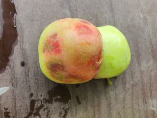 손오공님의 사과 · 병해충상담 작성글 사진