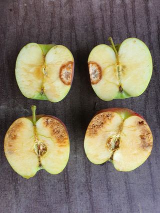 손오공님의 사과 · 병해충상담 작성글 사진