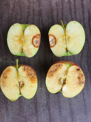 손오공님의 사과 · 병해충상담 작성글 사진