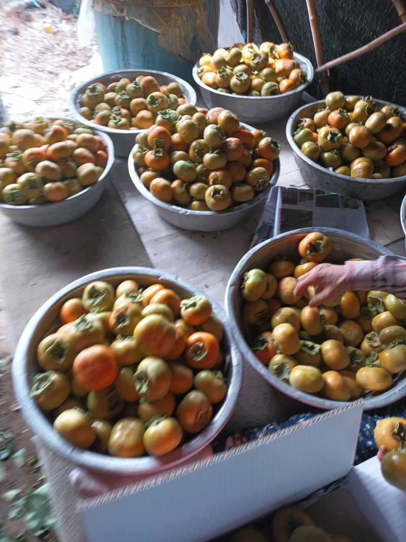 노상천님의 장터 판매 상품 [반시홍시감 30000에서20000까지] 첨부 사진