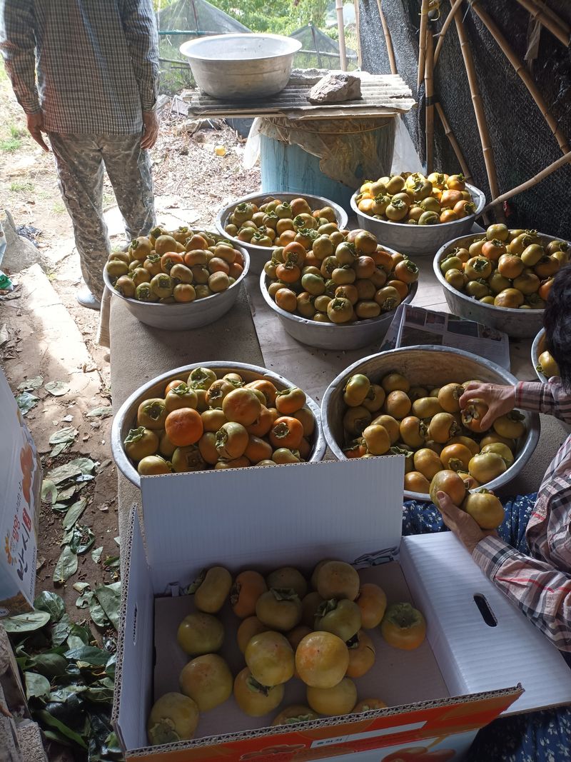 노상천님의 장터 판매 상품 [반시홍시감 30000에서20000까지] 첨부 사진