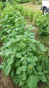 팜모닝 팜모닝·출석 게시글 이미지