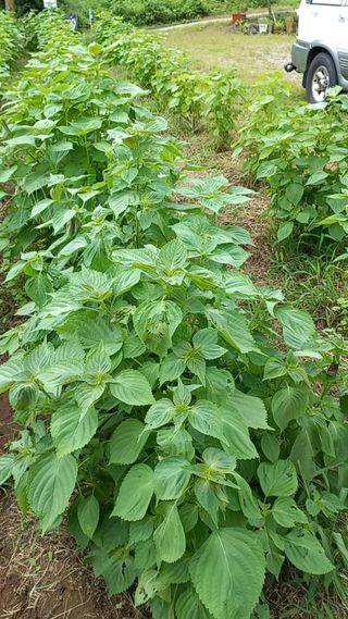 김종주님의 팜모닝 · 출석 작성글 사진