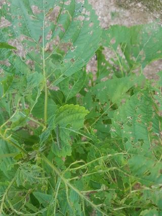 임우빈님의 들깨 · 병해충상담 작성글 사진