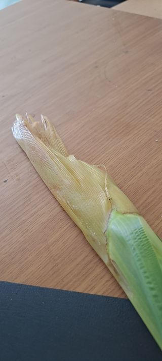 수제비뜨기님의 옥수수 · 병해충상담 작성글 사진