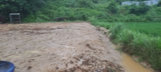 이철건님의 배추 · 병해충상담 작성글 사진