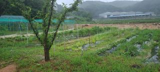 이철건님의 배추 · 병해충상담 작성글 사진