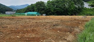 이철건님의 배추 · 병해충상담 작성글 사진