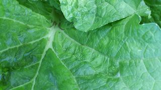 새싹사랑님의 배추 · 병해충상담 작성글 사진