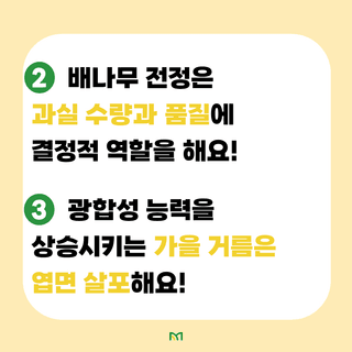 배 농사도우미님의 배 · 수확 작성글 사진