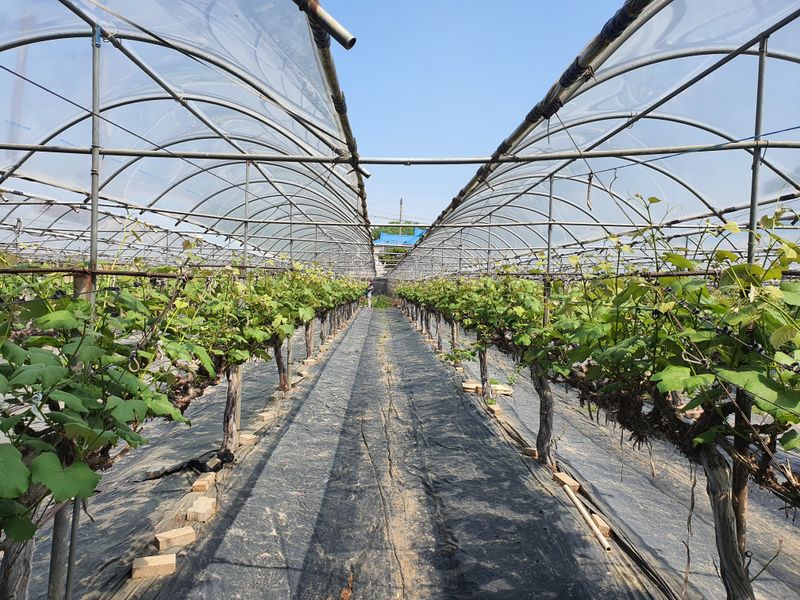 장터 상품 [샤인 머스컷 2kg. 25,000원] 썸네일