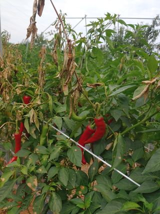 강성곤♥님의 고추 · 병해충상담 작성글 사진