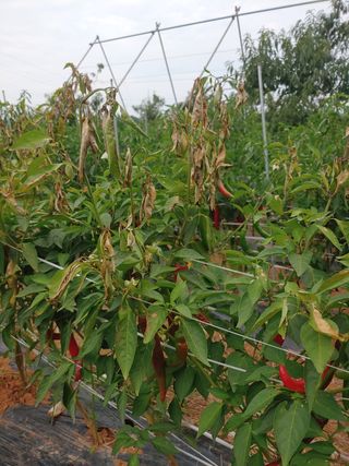 강성곤♥님의 고추 · 병해충상담 작성글 사진