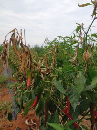 강성곤♥님의 고추 · 병해충상담 작성글 사진