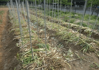 별헤는농부님의 시금치 · 일상 작성글 사진