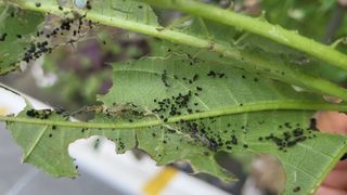 이종선님의 들깨 · 병해충상담 작성글 사진
