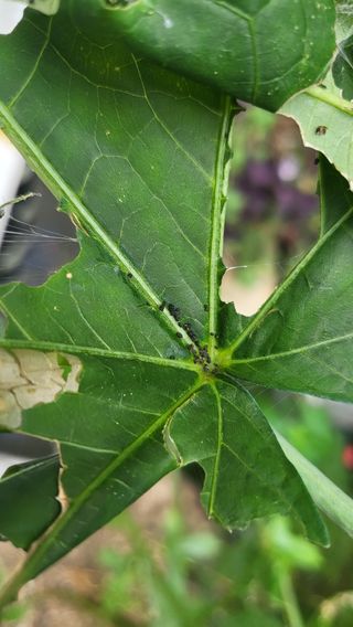 이종선님의 들깨 · 병해충상담 작성글 사진