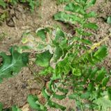 팜모닝 기타작물·병해충상담 게시글 이미지