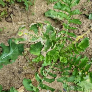 조원균님의 기타작물 · 병해충상담 작성글 사진