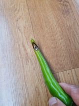 팜모닝 고추·병해충상담 게시글 이미지