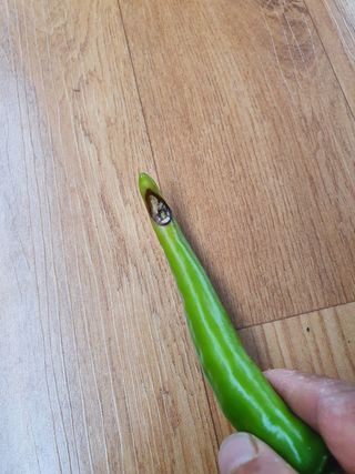 양우택님의 고추 · 병해충상담 작성글 사진