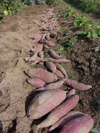 없 슴돠님의 팜모닝 · 출석 작성글 사진