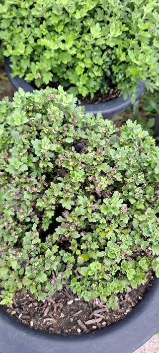 나무와거북선님의 기타작물 · 병해충상담 작성글 사진