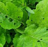 팜모닝 배추·병해충상담 게시글 이미지