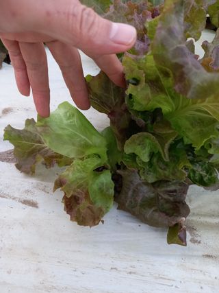 은하의아침님의 상추 · 병해충상담 작성글 사진