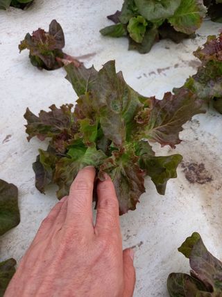 은하의아침님의 상추 · 병해충상담 작성글 사진