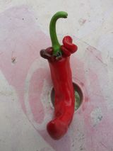 팜모닝 고추·병해충상담 게시글 이미지