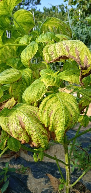 아이가귀여워님의 들깨 · 병해충상담 작성글 사진