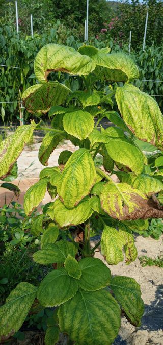 아이가귀여워님의 들깨 · 병해충상담 작성글 사진