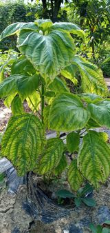 팜모닝 들깨·병해충상담 게시글 이미지