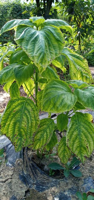 아이가귀여워님의 들깨 · 병해충상담 작성글 사진