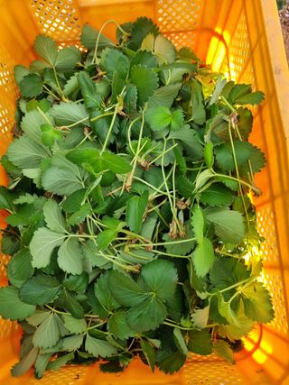 박상석님의 팜모닝 · 출석 작성글 사진