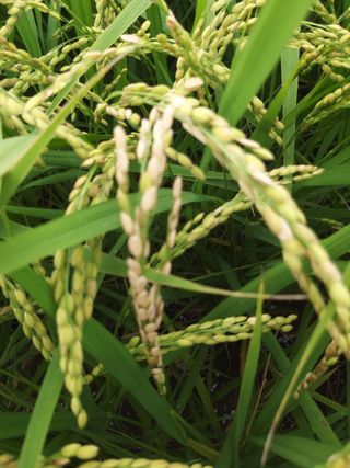 고산1128님의 벼 · 병해충상담 작성글 사진