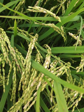 고산1128님의 벼 · 병해충상담 작성글 사진