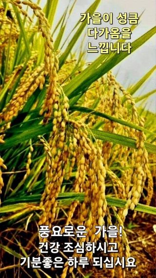 chay9300님의 호박 · 자유게시판 작성글 사진