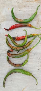 팜모닝 기타작물·병해충상담 게시글 이미지