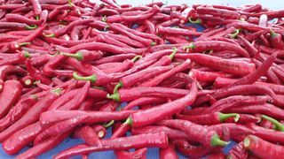 정진택님의 고추 · 병해충상담 작성글 사진