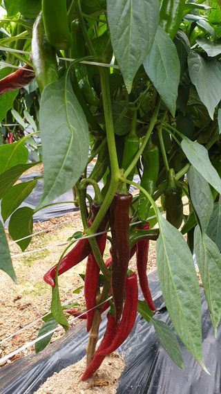 정진택님의 고추 · 병해충상담 작성글 사진